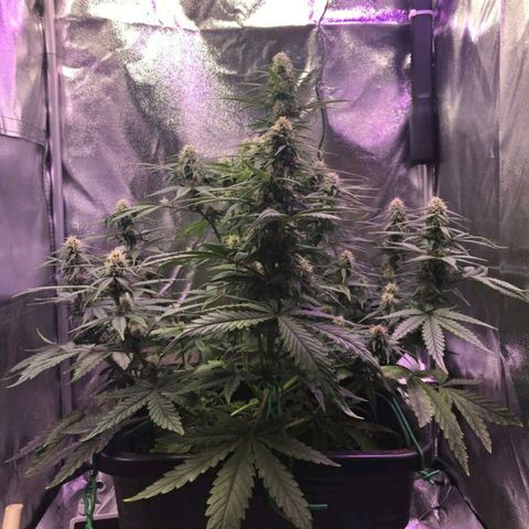 AutoUltimate growlog timeline photo