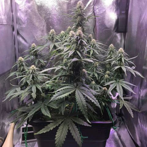 AutoUltimate growlog timeline photo