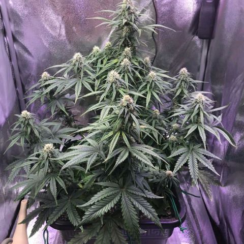 AutoUltimate growlog timeline photo