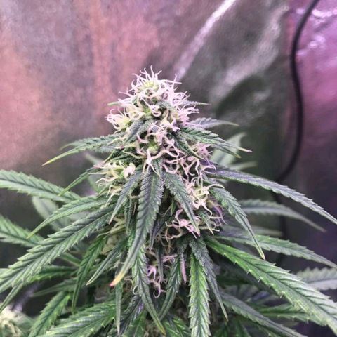 AutoUltimate growlog timeline photo