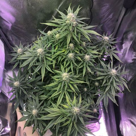AutoUltimate growlog timeline photo