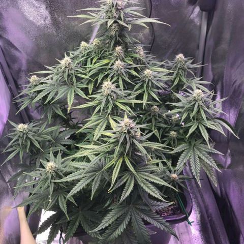 AutoUltimate growlog timeline photo