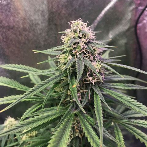 AutoUltimate growlog timeline photo