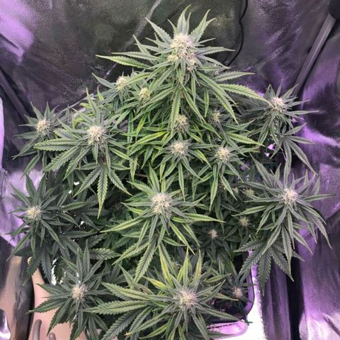 AutoUltimate growlog timeline photo