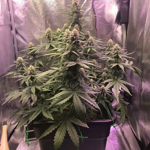 AutoUltimate growlog timeline photo