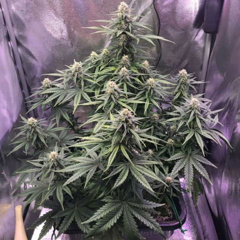 AutoUltimate growlog timeline photo
