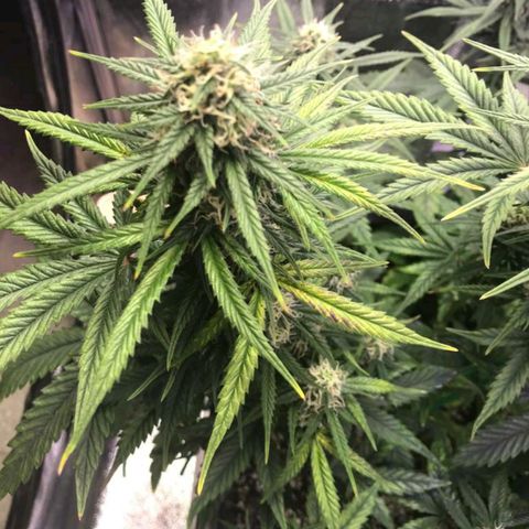 AutoUltimate growlog timeline photo