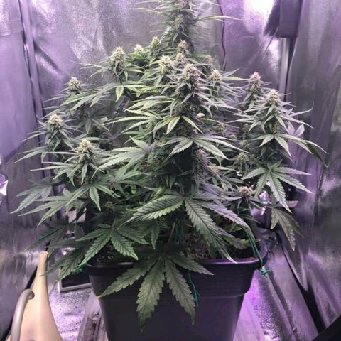 AutoUltimate growlog timeline photo