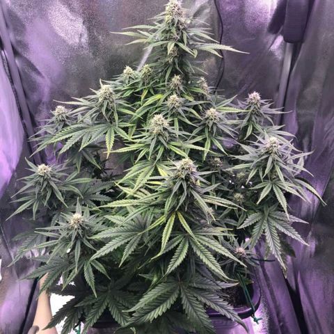AutoUltimate growlog timeline photo