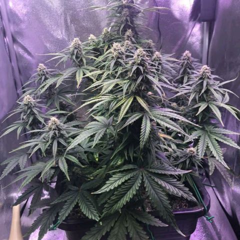 AutoUltimate growlog timeline photo
