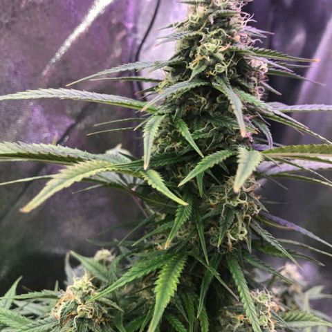 AutoUltimate growlog timeline photo