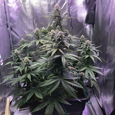 AutoUltimate growlog timeline photo