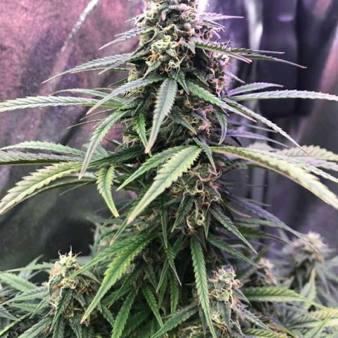 AutoUltimate growlog timeline photo
