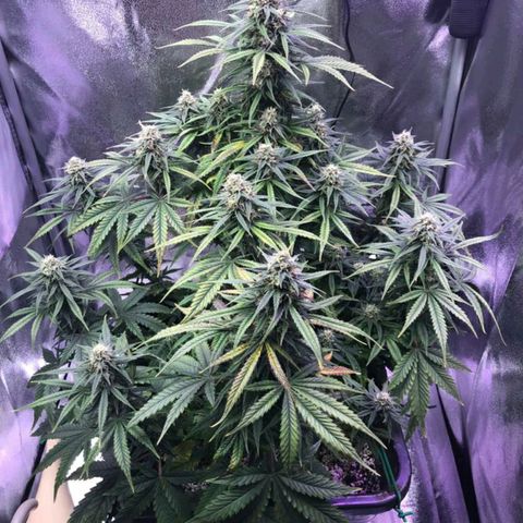 AutoUltimate growlog timeline photo