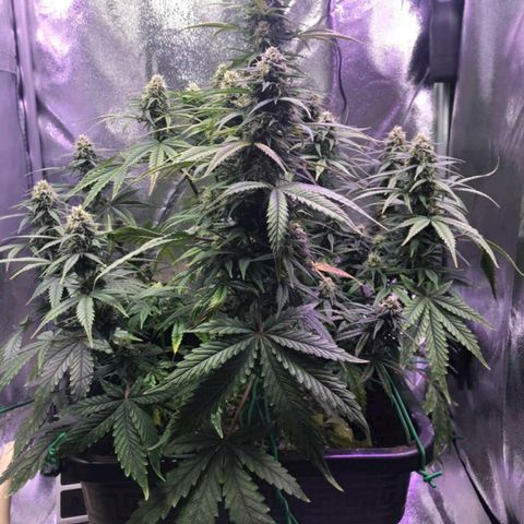 AutoUltimate growlog timeline photo