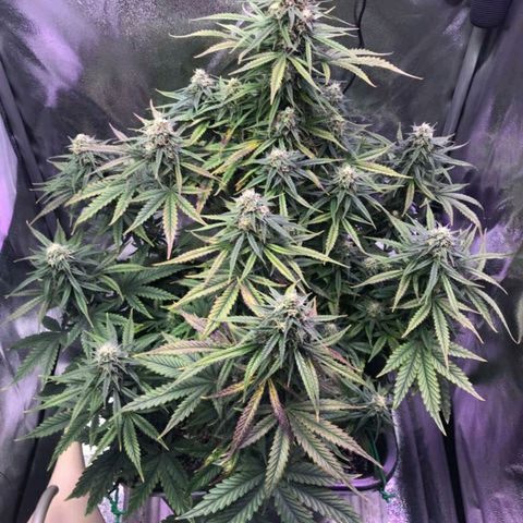 AutoUltimate growlog timeline photo