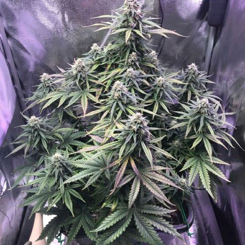 AutoUltimate growlog timeline photo