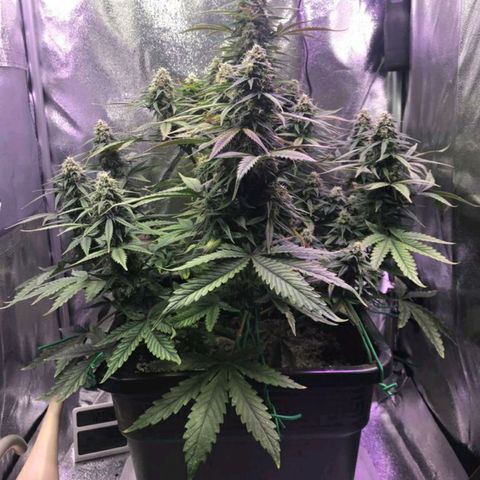 AutoUltimate growlog timeline photo