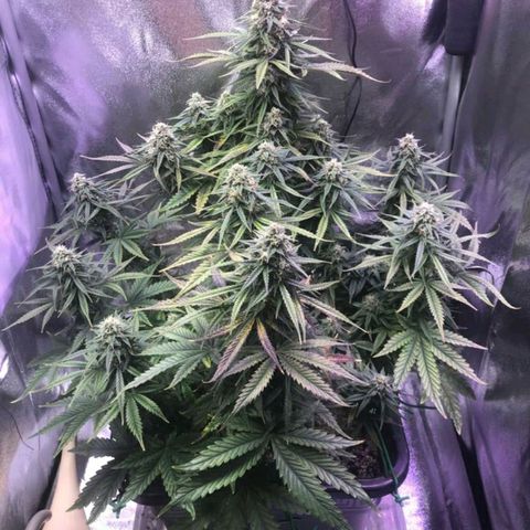 AutoUltimate growlog timeline photo