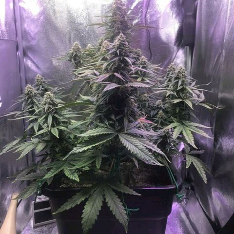 AutoUltimate growlog timeline photo