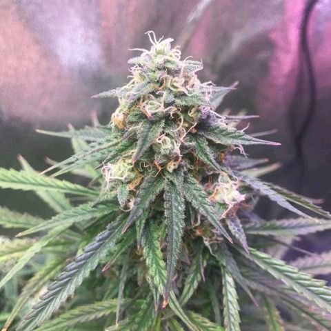 AutoUltimate growlog timeline photo