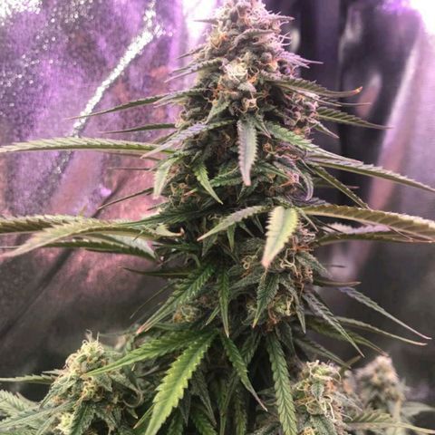 AutoUltimate growlog timeline photo