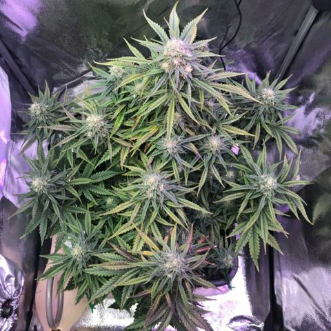 AutoUltimate growlog timeline photo