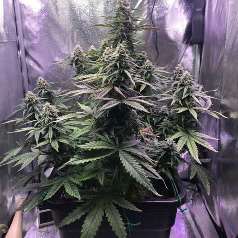 AutoUltimate growlog timeline photo