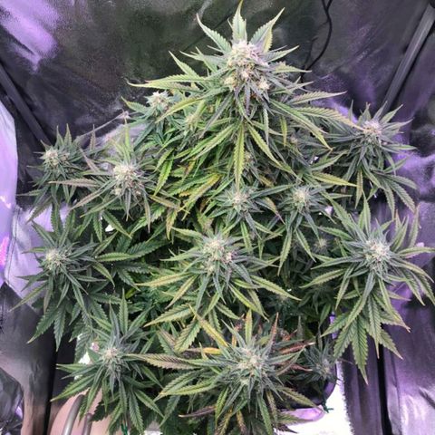 AutoUltimate growlog timeline photo