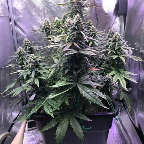 AutoUltimate growlog timeline photo