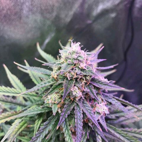 AutoUltimate growlog timeline photo