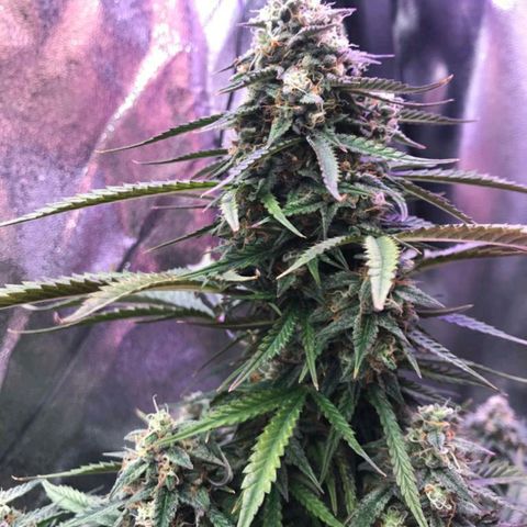 AutoUltimate growlog timeline photo