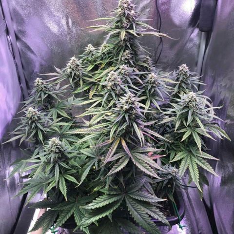AutoUltimate growlog timeline photo