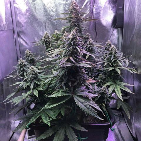 AutoUltimate growlog timeline photo