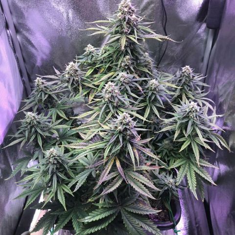 AutoUltimate growlog timeline photo