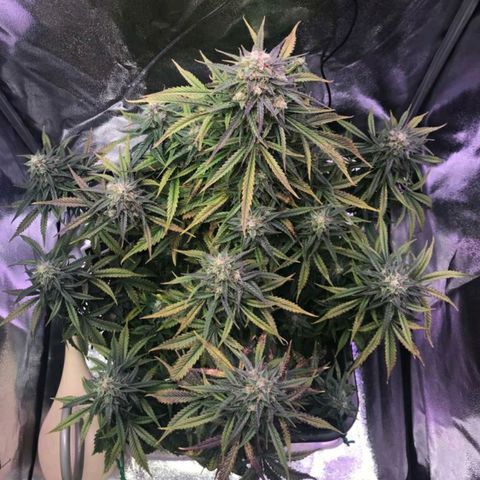 AutoUltimate growlog timeline photo