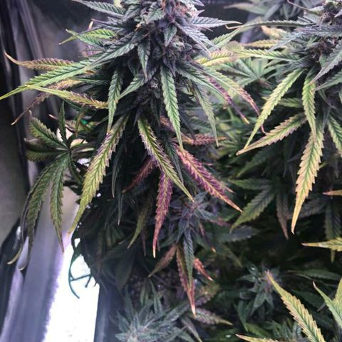 AutoUltimate growlog timeline photo