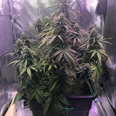 AutoUltimate growlog timeline photo