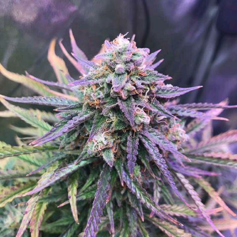 AutoUltimate growlog timeline photo