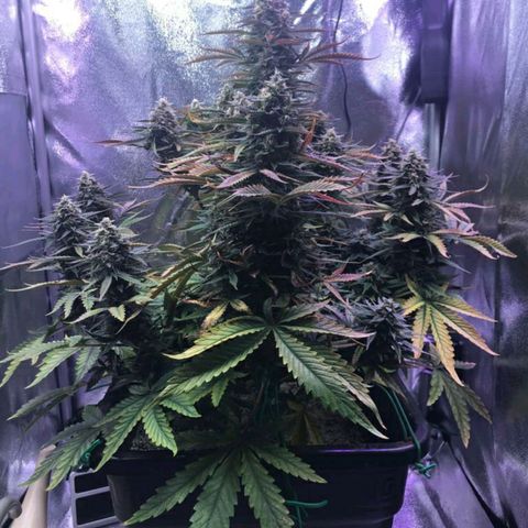 AutoUltimate growlog timeline photo