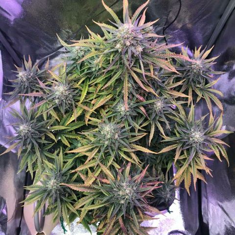 AutoUltimate growlog timeline photo