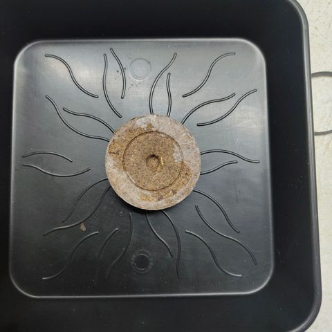 Freja growlog photo: Germination did happen. Seed was placed into a jiffy that soaked warm water. 