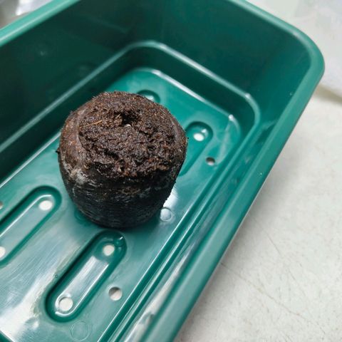Freja growlog photo: Germination did happen. Seed was placed into a jiffy that soaked warm water. 