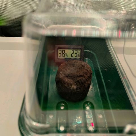 Freja growlog photo: Germination did happen. Seed was placed into a jiffy that soaked warm water. 