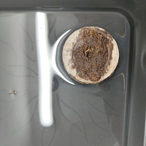 Freja growlog photo: Germination did happen. Seed was placed into a jiffy that soaked warm water. 