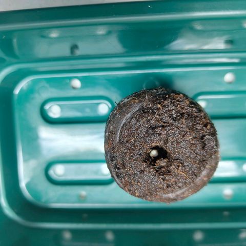 Freja growlog photo: Germination did happen. Seed was placed into a jiffy that soaked warm water. 