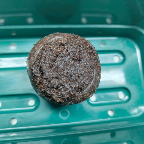 Freja growlog photo: Germination did happen. Seed was placed into a jiffy that soaked warm water. 