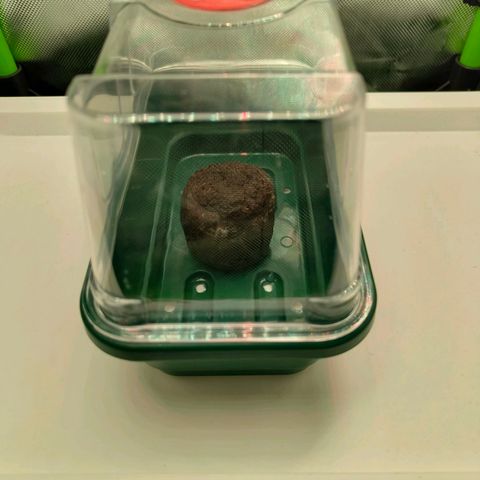 Freja growlog photo: Germination did happen. Seed was placed into a jiffy that soaked warm water. 