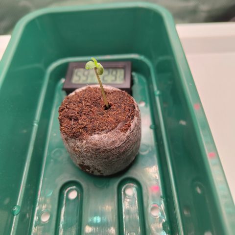 Freja growlog timeline photo