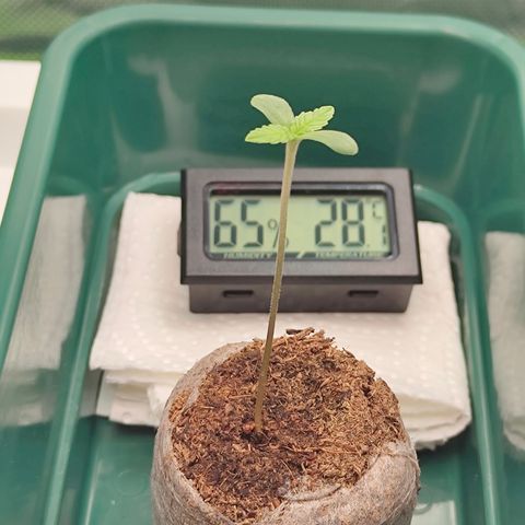 Freja growlog timeline photo